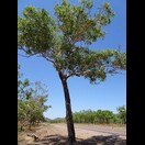  der zugehörige Baum